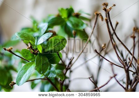 The Plant Blooms One, The Other Half Died. One Plant, Different Care. On The Brown Background, The P
