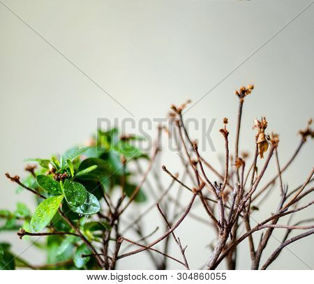 The Plant Blooms One, The Other Half Died. One Plant, Different Care. On The Brown Background, The P