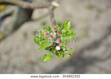 Red Apple Flower And Burgeon, Close Up On Blur Background. Flowering Branch Of Apple. Blooming Sprin