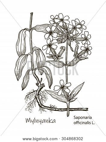Vector Images Of Medicinal Plants. Detailed Botanical Illustration For Your Design. Wild Rosemary Rh