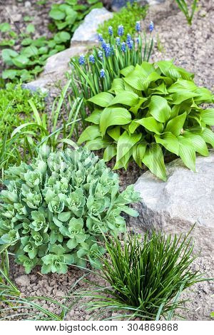 Young Decorative Plants Of Hosta Lancifolia, Sedum And Ornithogalum On Flower Bed In Spring Garden