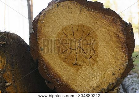 Logging, A Lot Of Logs Lying On The Ground In The Forest. Cutting Down Trees, Forest Destruction. Cl