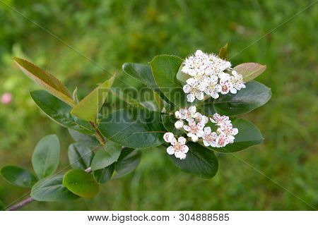 Aroniya (mountain Ash) Black-fruited (aronia Melanocarpa (michx.) Elliott), Inflorescences