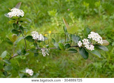 Blossoming Of An Aroniya (mountain Ash) Black-fruited (aronia Melanocarpa (michx.) Elliott)