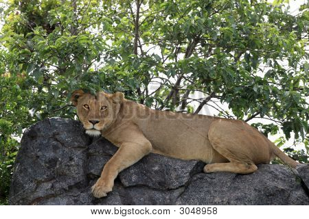 Lion sur rocher à Simba Kopjes