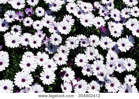 White Daisy Flowers Field (african Daisy Or Osteospermum Ecklonis Or Cape Marguerite). Top View (fla