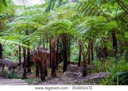 Big Tree Fern On Rain Forest At Siriphum Waterfall At Doi Inthanon National Park, Chiang Mai, Thaila