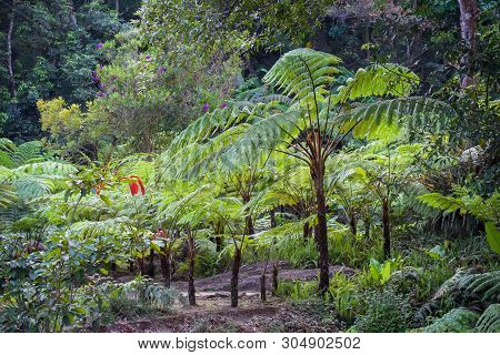 Big Tree Fern On Rain Forest At Siriphum Waterfall At Doi Inthanon National Park, Chiang Mai, Thaila