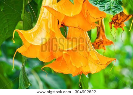 Close-up Of Angel's Trumpets (brugmansia Suaveolens) Or Orange Brugmansia Flower Or Datura