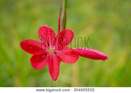 Raindrops On Red Bush Lily With Green Grass