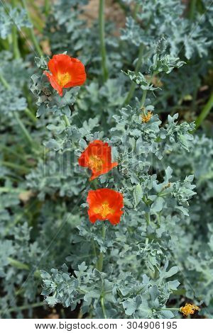 Orange Horned Poppy Flower - Latin Name - Glaucium Flavum Var. Aurantiacum (glaucium Flavum F. Fulvu