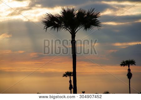 Evening Weather, Silhouette Sugar Palm Trees In The Field With Sun Light Are Shone Through The Cloud