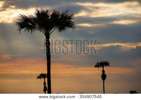 Evening Weather, Silhouette Sugar Palm Trees In The Field With Sun Light Are Shone Through The Cloud
