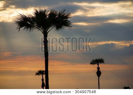 Evening Weather, Silhouette Sugar Palm Trees In The Field With Sun Light Are Shone Through The Cloud