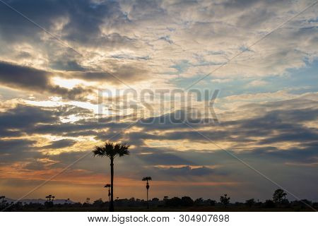 Evening Weather In The Field, Golden Cloud And Sky With Silhouette Sugar Palm Trees. Sun Light Are S