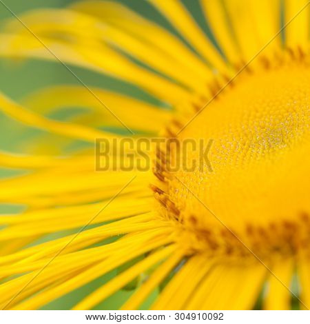 Bright Yellow Sunny Flower Horse-heal