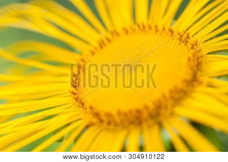 Bright Yellow Sunny Flower Horse-heal