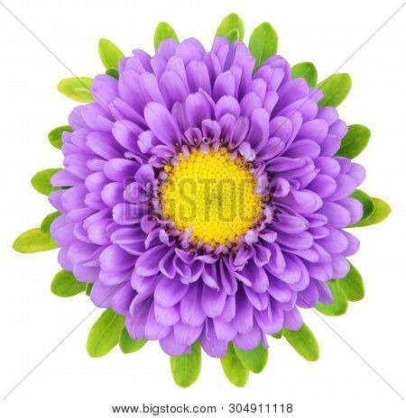 Beautiful Chrysanthemum (chrysantheme) Isolated On White Background, Including Clipping Path. German