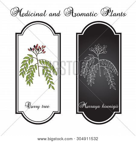 Curry Tree Murraya Koenigii , Medicinal Plant. Hand Drawn Botanical Vector Illustration