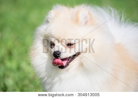 Cute Pomeranian Spitz Puppy Cream Colored Close Up. Deutscher Spitz Or Zwergspitz.