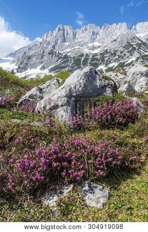 Flower At The Wilder Kaiser Mountain Range In Austria