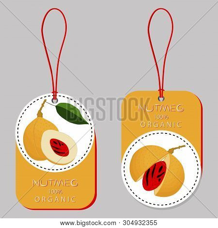 Illustration On Theme Big Set Different Types Spice Nutmeg, Nuts Various Size. Nutmeg Pattern Consis