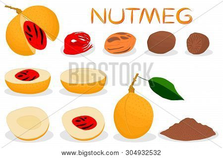 Illustration On Theme Big Set Different Types Spice Nutmeg, Nuts Various Size. Nutmeg Pattern Consis