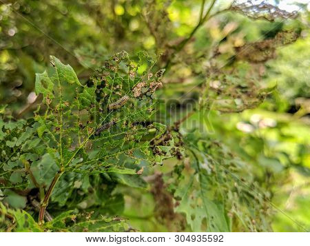Viburnum Leaf Beetle, Pyrrhalta Viburni, Larva And The Damage They Do To Viburnum Opulus Leaves By F