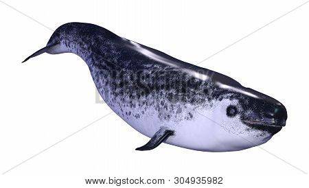 3D Rendering Female Narwhal On White