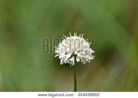 Wild Scabious Flower Head On Stem (scabiosa Columbaria), Limpopo, South Africa
