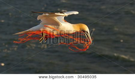 En Sule flyver med en orange reb