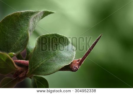 House Plant, With Thorns, Covered With Woolly White Down