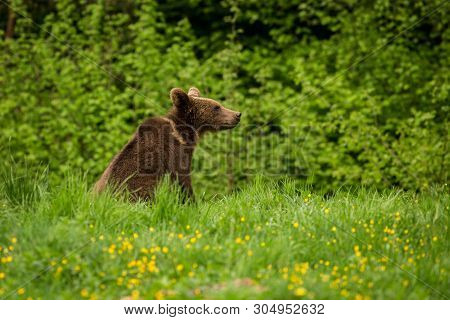 Brown Bear (ursus Arctos) In The Meadow