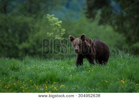 Brown Bear (ursus Arctos) In The Meadow