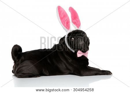 Side view of an adorable pug looking upwards over his shoulder while wearing a headband with bunny ears and a pink bowtie, lying down on white studio background