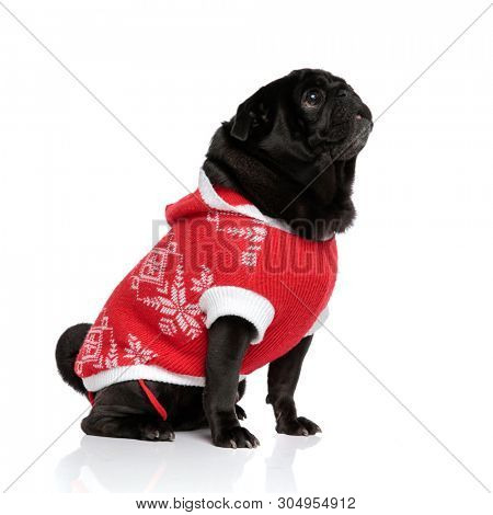 Side view of a curious pug looking upwards and waiting for a treat while wearing a Christmas jacket and sitting on white studio background