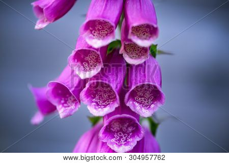 Digitalis Purpurea - Colorful Common Foxglove Purple Flowers In Garden.