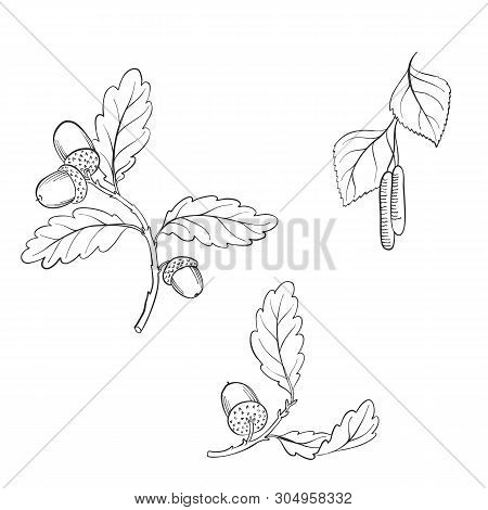 Vector Drawing Branches Of Oak And Birch Trees, Hand Drawn Illustration