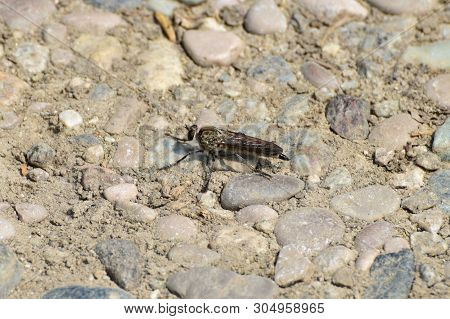 Close-up Of A Predatory Fly Asilidae Perched On Pebbles Of A Lake In The Foothills Of The North Cauc
