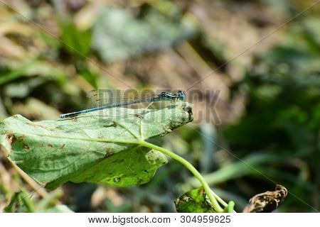 Close-up Of The Summer Blue Male Dragonfly Platycnemis Pennipes Resting On A Green Leaf In The Footh