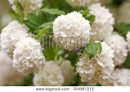 Viburnum Opulus, Water Elder, Cramp Bark, Snowball Tree And European Cranberrybush, White Flower