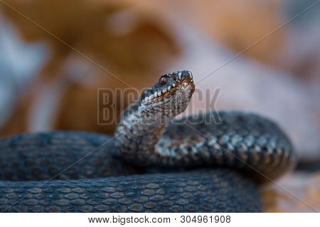 Grass Snake Natrix Natrix Close-up Czech Republic