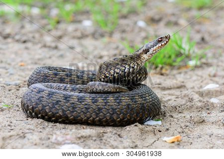 Grass Snake Natrix Natrix Close-up Czech Republic