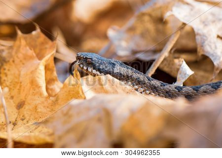 Grass Snake Natrix Natrix Close-up Czech Republic