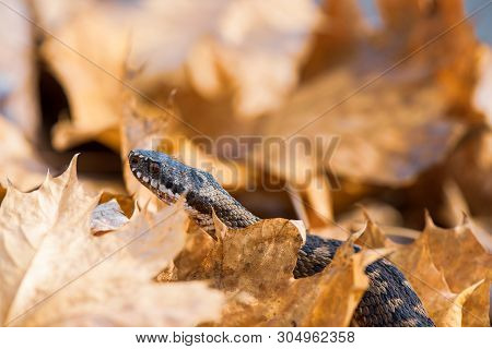 Grass Snake Natrix Natrix Close-up Czech Republic
