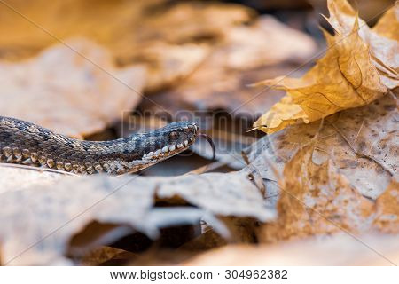 Grass Snake Natrix Natrix Close-up Czech Republic