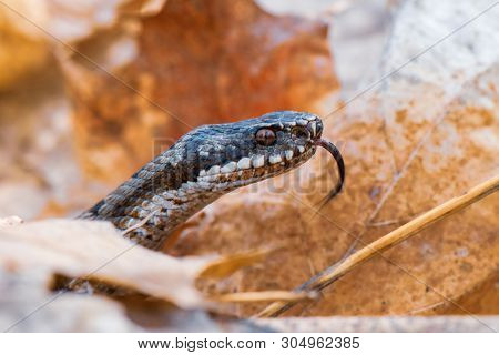 Grass Snake Natrix Natrix Close-up Czech Republic