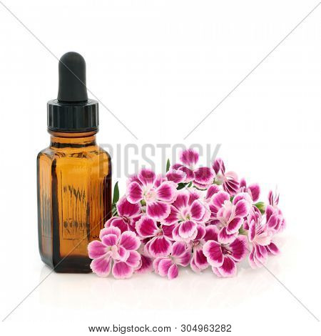 Dianthus flowers used in alternative & chinese herbal medicine with aromatherapy essential oil bottle. Chinensis. Qu mai. Used to treat cystitis, as a diuretic and stimulates uterine contractions.