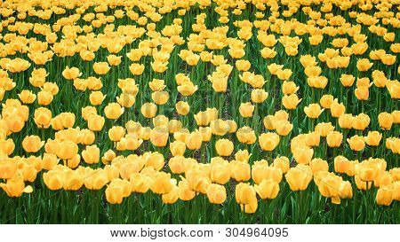 Yellow Tulips Vertical Background, Banner. Colorful Tulips In The Flower Garden, Arboretum. Flower B