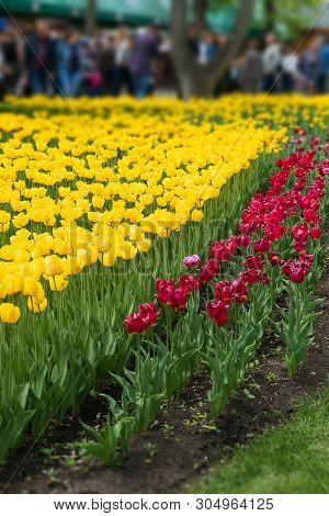 Tulips In Spring Closeup. Colorful Tulips In The Flower Garden, Arboretum. Flower Bed In The Park